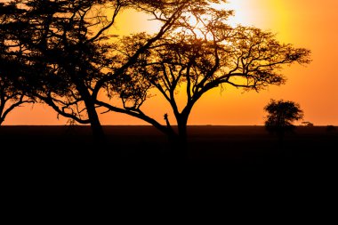 Günbatımı ve Serengeti zürafa
