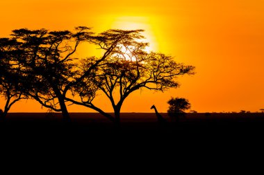 Günbatımı ve Serengeti zürafa