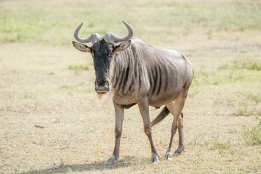 Tanzanya mavi Wildebeest