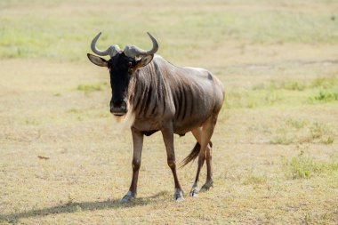 Tanzanya mavi Wildebeest