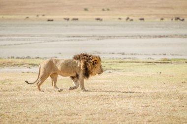 içinde serengeti aslanı