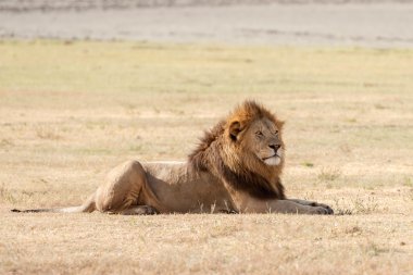 içinde serengeti aslanı