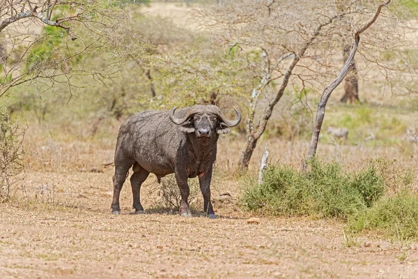 Búfalo africano em serengeti — Fotografia de Stock