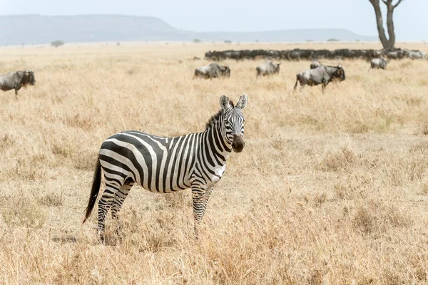 Zebra v národním parku Serengeti v Tanzanii — Stock fotografie