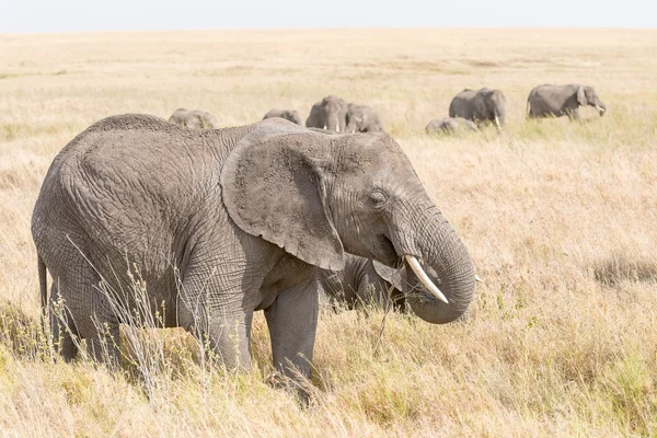 Afrika fili Serengeti Ulusal Parkı'nda — Stok fotoğraf