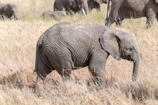 Afrika fili Serengeti Ulusal Parkı'nda — Stok fotoğraf