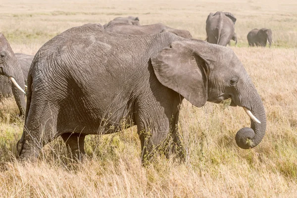 Afrikanischer Elefant im Serengeti-Nationalpark — Stockfoto