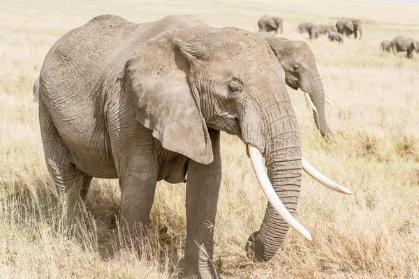 アフリカ象セレンゲティ国立公園 — ストック写真
