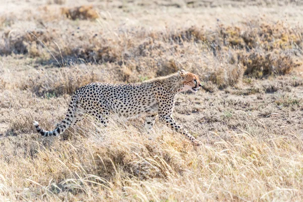 Cheetah en Serengeti — Foto de Stock