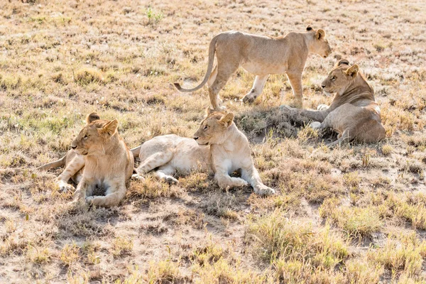 塞伦盖蒂平原的狮子 — 图库照片
