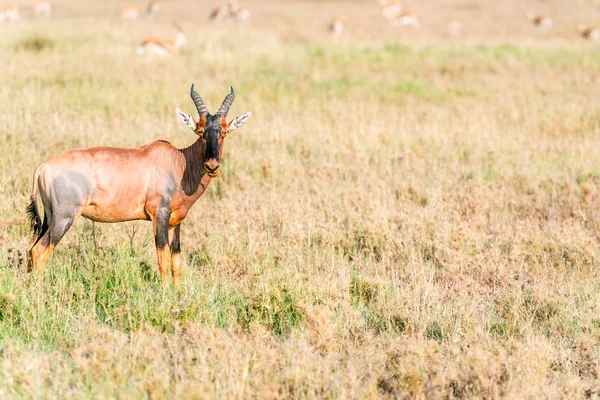 Impala antilope in Afrika — Stockfoto