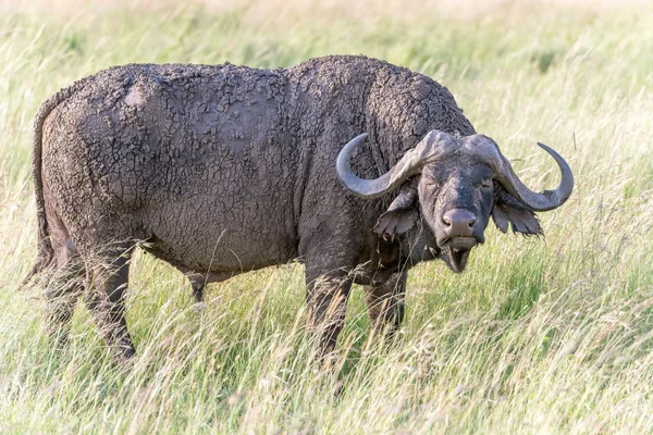 Buffalo Africano em Serengeti Cape Buffalo ) — Fotografia de Stock