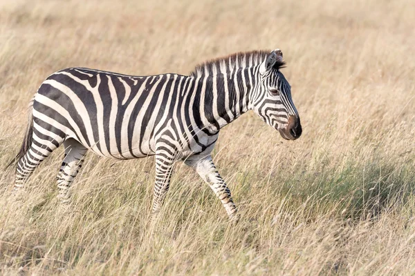 Зебра в Национальном парке Серенгети — стоковое фото