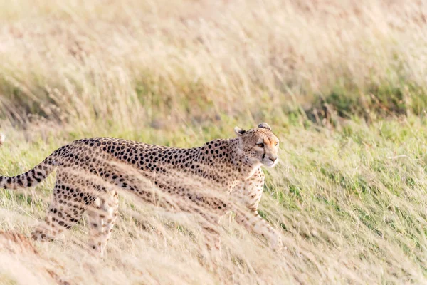 Serengeti içinde çita — Stok fotoğraf