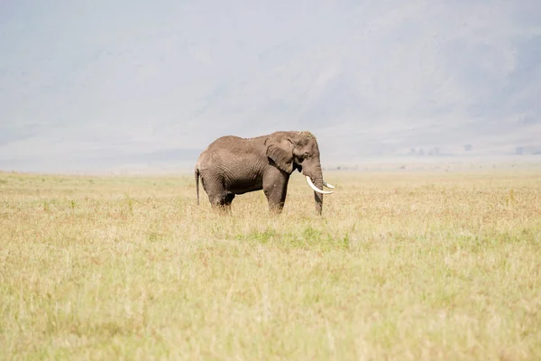 Afrikanischer Elefant im Serengeti-Nationalpark — Stockfoto