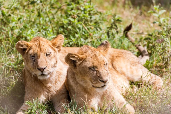 セレンゲティで若い 2 頭のライオン — ストック写真