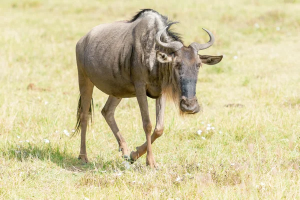 Gnus azul na tanzânia — Fotografia de Stock