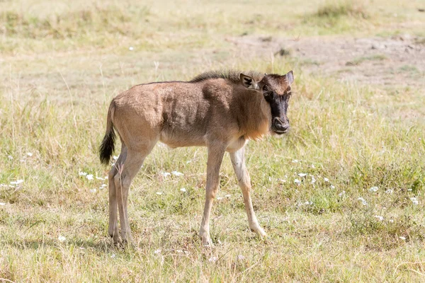在坦桑尼亚的蓝羚羊 — 图库照片