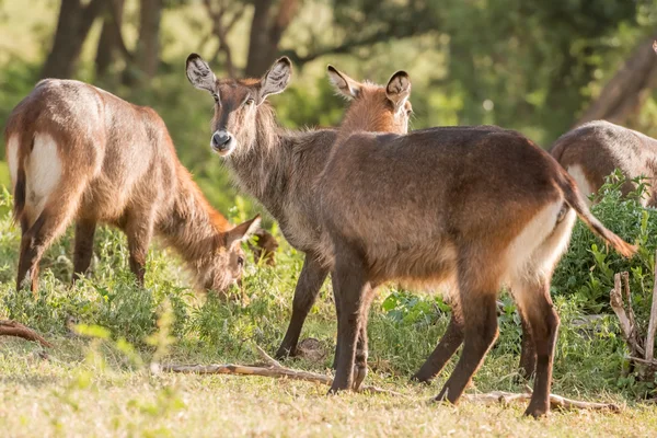 Antílope Defassa Waterbuck en Ngorongoro —  Fotos de Stock