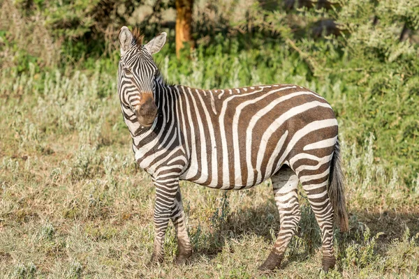 Зебры в Национальном парке Серенгети — стоковое фото