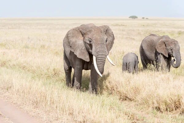 아프리카 코끼리에 세 렝 게티 국립 공원 스톡 이미지