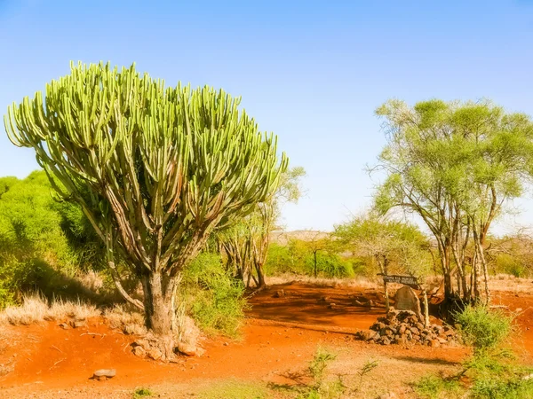 Candelabra euphorbia tree Euphorbia candelabrum, Кения — стоковое фото