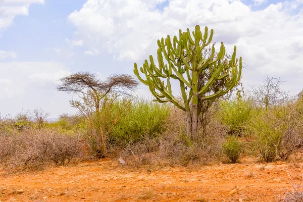 Ağaçlar Etiyopya — Stok fotoğraf