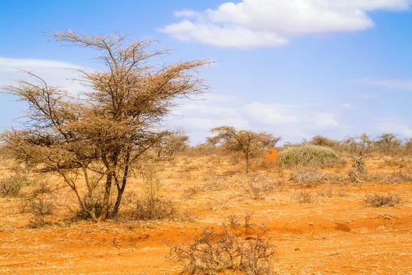 Alberi in Etiopia — Foto Stock