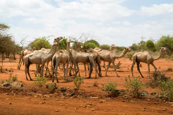 Mandria di cammelli in etiopia — Foto Stock