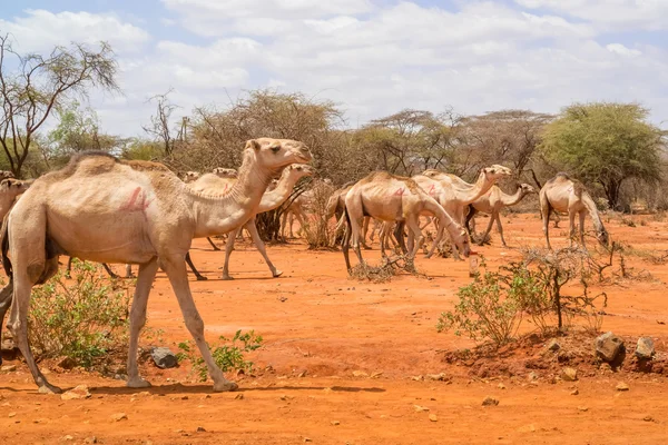 Manada de camelos na Etiópia — Fotografia de Stock