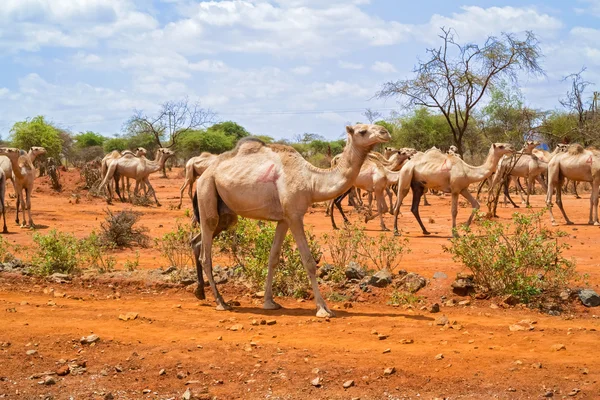 Manada de camelos na Etiópia — Fotografia de Stock