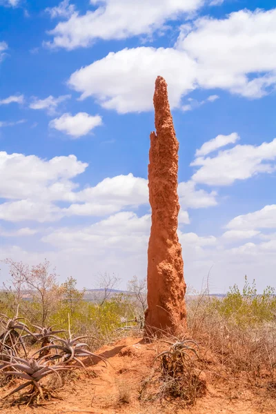 Termite moud in Etiopia — Foto Stock