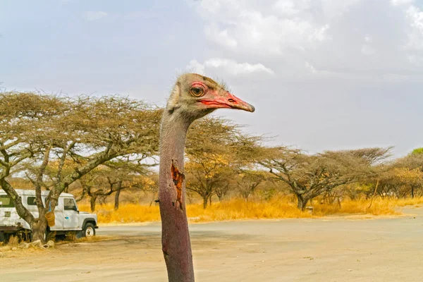 Ostrich in Nationaal Park in Ethiopië. — Stockfoto