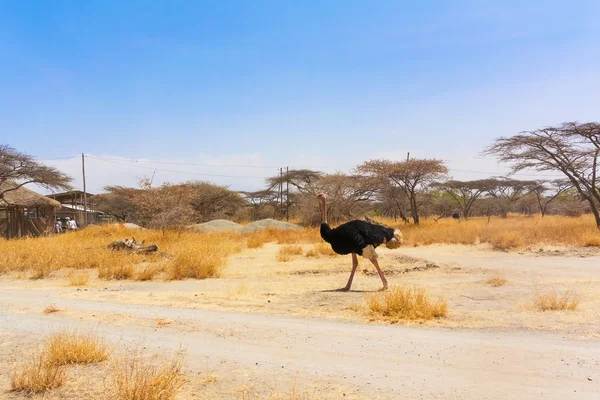 Struzzo nel Parco Nazionale in Etiopia . — Foto Stock