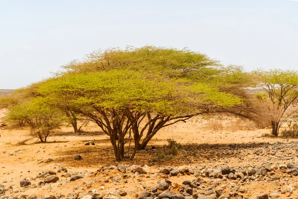 Деревья Кении — стоковое фото