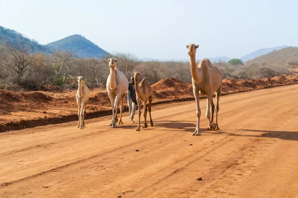 Camelos em kenya — Fotografia de Stock