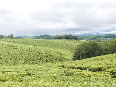 Tanzanya kırsal manzara