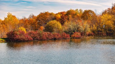 Renkli sonbahar ağaçları Ontario Kanada 'nın Mavi Dağ bölgesinde sakin bir göle yansıdı. Canlı yaprakları, berrak suları ve doğal manzarası olan huzurlu sonbahar manzarası..