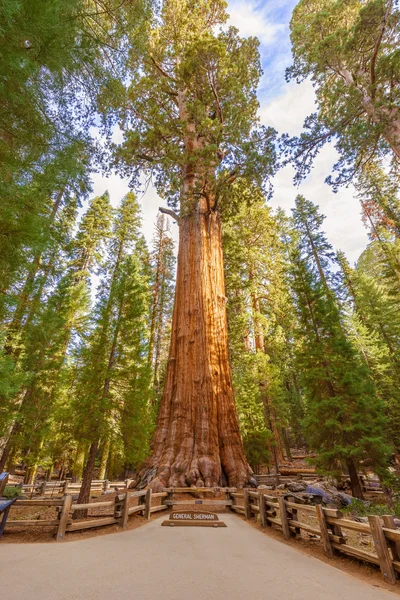 Strom generála Shermana v parku Sequoia National Park, Kalifornie Usa — Stock fotografie