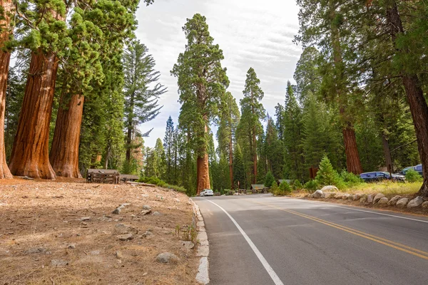 Giganteschi alberi di Sequoia nel Parco Nazionale di Sequoia, California USA — Foto Stock
