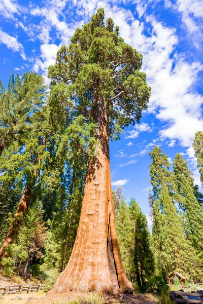 巨大的红杉树木在红杉国家公园，美国加州 — 图库照片