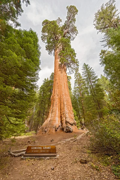 Generale Grant Sequoia Tree, Kings Canyon National Park — Foto Stock