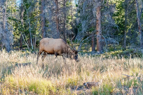 Alce en el Parque Nacional de las Montañas Rocosas — Foto de Stock