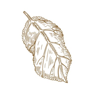 Ağaç yaprağı Dahlia. Vektör çizimi. Çizim grafikleri.