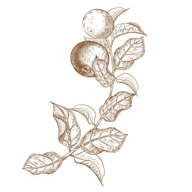 Elmalı ve yapraklı elma dalı. Çizim grafikleri. V