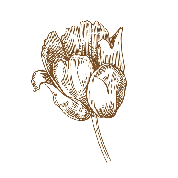 Tulpenbloem. Vector illustratie. Schets grafieken. Bloemen. Installatie — Stockvector