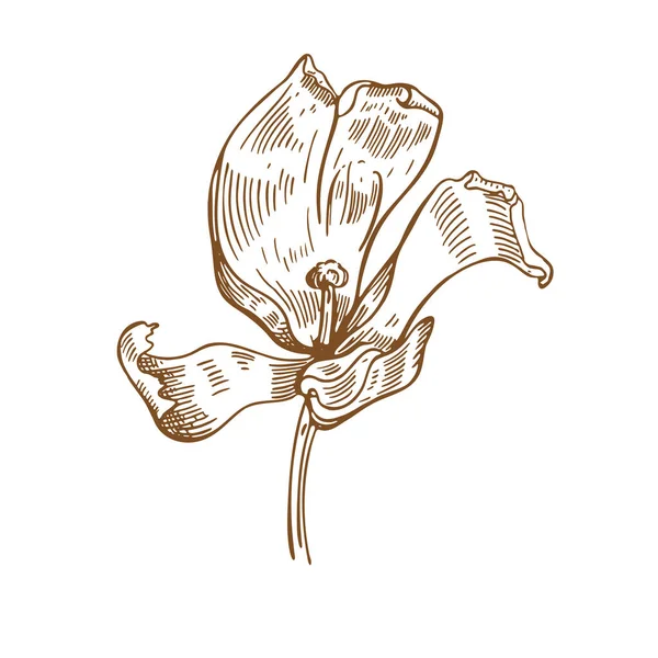 Flor de tulipa. Ilustração vetorial. Desenho gráfico. Florística. Instalação — Vetor de Stock