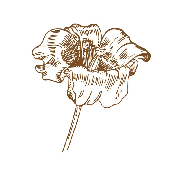 Flor de tulipán. Ilustración vectorial. Dibujos gráficos. Florística. Planta — Vector de stock