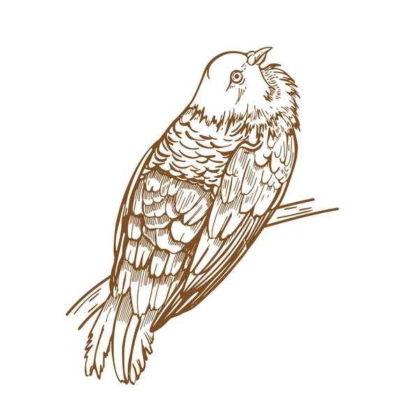 Птах на гілці. Лісовий голуб. Вінтажна графіка. Векторні ілюстрації . — стоковий вектор