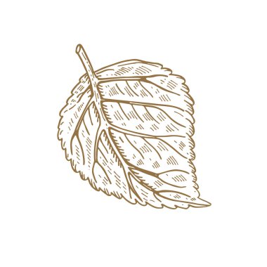 Ağaç yaprağı Dahlia. Vektör çizimi. Çizim grafikleri.